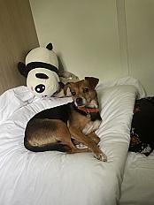 Donne chihuahua X jack femelle 7 ans - Seine et Marne - Photo 2