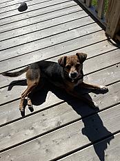 Donne chihuahua X jack femelle 7 ans - Seine et Marne - Photo 3