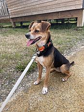 Donne chihuahua X jack femelle 7 ans - Seine et Marne - Photo 4