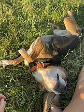 Donne chihuahua X jack femelle 7 ans - Seine et Marne - Photo 5