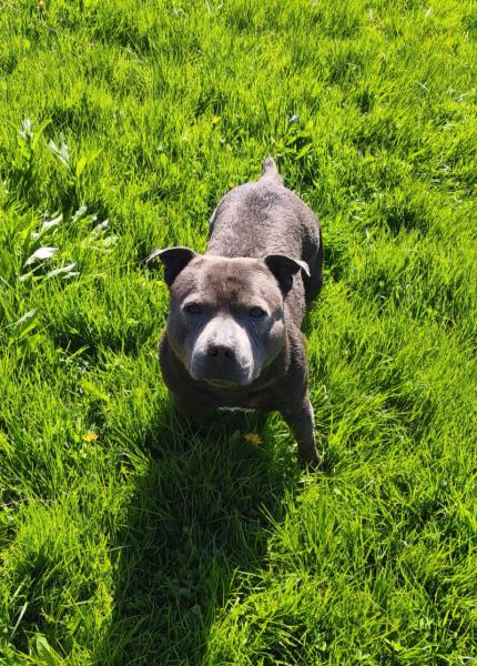 Donne staffie mâle bleu mâle 4 ans - Rhône