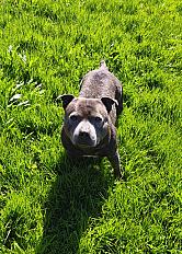 Donne staffie mâle bleu mâle 4 ans - Rhône