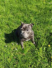 Donne staffie mâle bleu mâle 4 ans - Rhône - Photo 2