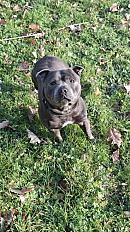 Donne staffie mâle bleu mâle 4 ans - Rhône - Photo 3