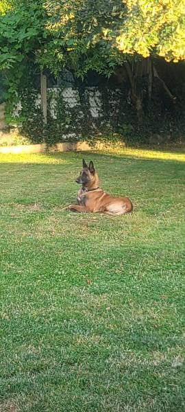 Donne Sky malinois mâle 5 ans - Eure et Loir