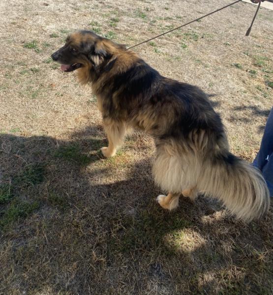 Donne Uggy berger australien X berger yougoslave mâle 3 ans - Haute Vienne
