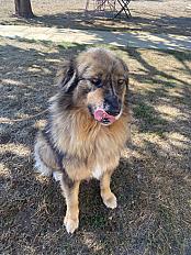 Donne Uggy berger australien X berger yougoslave mâle 3 ans - Haute Vienne - Photo 2