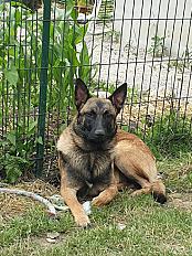 Donne Rio Berger Belge de 6 ans - Haute Savoie - Photo 4