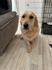 Donne Golden Retriever 1 an - Pas-de-Calais - Photo 2