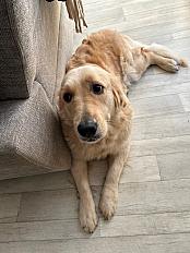 Donne Golden Retriever 1 an - Pas-de-Calais