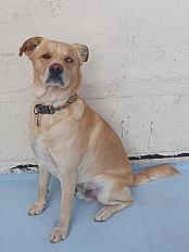 Donne Suka Husky X Labrador de 3 ans - Dordogne - Photo 2