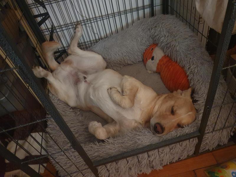 Donne Suka Husky X Labrador de 3 ans - Dordogne