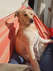Donne Suka Husky X Labrador de 3 ans - Dordogne - Photo 3