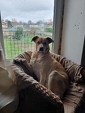 Donne Suka Husky X Labrador de 3 ans - Dordogne - Photo 4