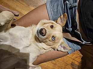 Donne Suka Husky X Labrador de 3 ans - Dordogne - Photo 5