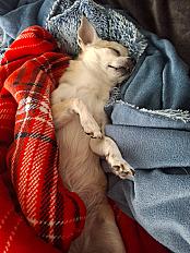 Donne Lexi Chihuahua femelle - Alpes-Maritimes - Photo 2