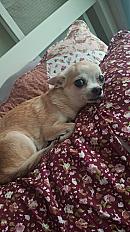 Donne Lexi Chihuahua femelle - Alpes-Maritimes - Photo 3