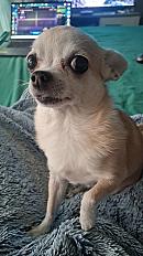 Donne Lexi Chihuahua femelle - Alpes-Maritimes - Photo 4