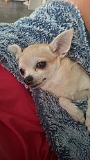 Donne Lexi Chihuahua femelle - Alpes-Maritimes