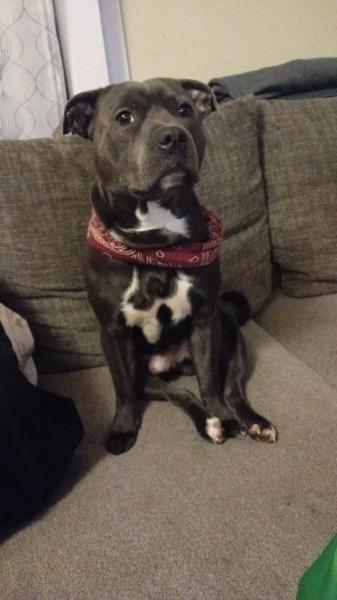 Donne Staffordshire de 3 ans - Moselle