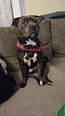 Donne Staffordshire de 3 ans - Moselle