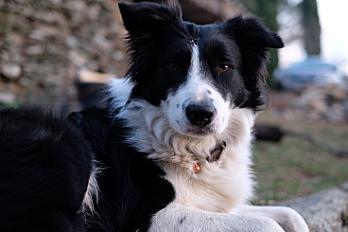 Donne Akou border collie mâle 5 ans - Lozère - Photo 1