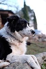 Donne Akou border collie mâle 5 ans - Lozère - Photo 2