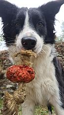 Donne Akou border collie mâle 5 ans - Lozère - Photo 3