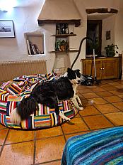 Donne Akou border collie mâle 5 ans - Lozère - Photo 4