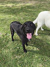 Donne Moon labrador retriever mâle bientôt 2 ans - Indre et Loire