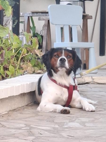 Donne Loki Epagneul Breton mâle 2 ans - Loiret