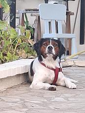 Donne Loki Epagneul Breton mâle 2 ans - Loiret