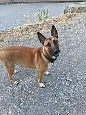 Donne Yellah malinois X bull terrier femelle 1 an - Ardèche