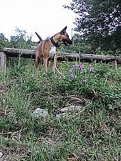 Donne Yellah malinois X bull terrier femelle 1 an - Ardèche - Photo 2