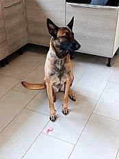Donne Talya Berger malinois fugueur femelle 4 ans - Marne - Photo 3