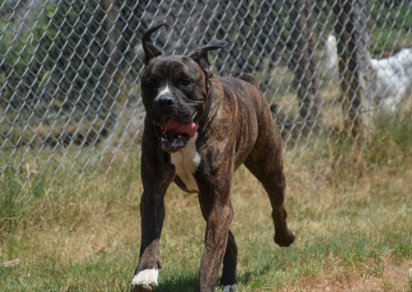Donne cane corso mâle 9 ans castré - Gironde