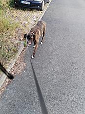 Donne cane corso mâle 9 ans castré - Gironde - Photo 2