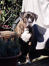 Donne cane corso mâle 9 ans castré - Gironde - Photo 3