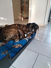 Donne cane corso mâle 9 ans castré - Gironde - Photo 4