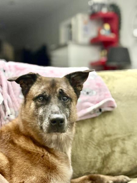 Donne Falco berger malinois mâle 7 ans  - Hainaut