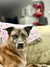 Donne Falco berger malinois mâle 7 ans  - Hainaut