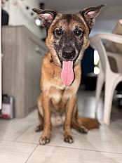 Donne Falco berger malinois mâle 7 ans  - Hainaut - Photo 2