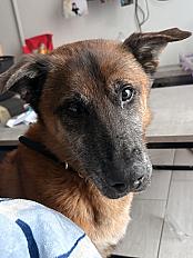 Donne Falco berger malinois mâle 7 ans  - Hainaut - Photo 3