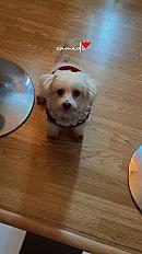 Donne bichon maltais  contre bon soin et amour femelle 5 ans - Loire - Photo 2