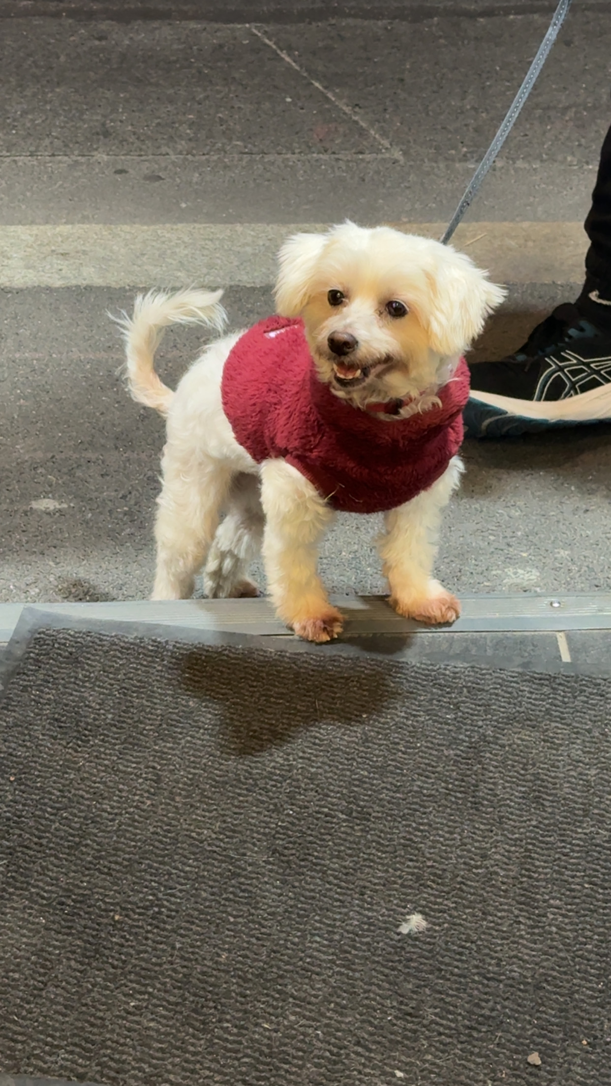 Donne bichon maltais  contre bon soin et amour femelle 5 ans - Loire
