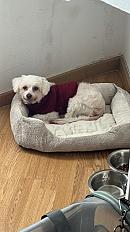 Donne bichon maltais  contre bon soin et amour femelle 5 ans - Loire - Photo 3