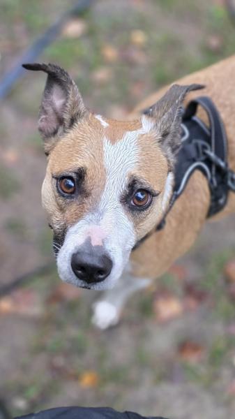 Donne border collie croisée femelle 5 ans - Dordogne