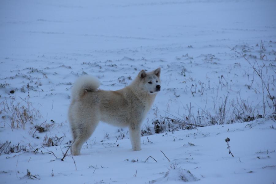 Donne Aston Akita Inu mâle 1 an et demi - Seine et Marne