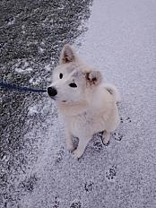 Donne Aston Akita Inu mâle 1 an et demi - Seine et Marne - Photo 2