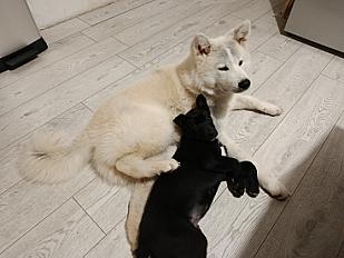Donne Aston Akita Inu mâle 1 an et demi - Seine et Marne - Photo 3